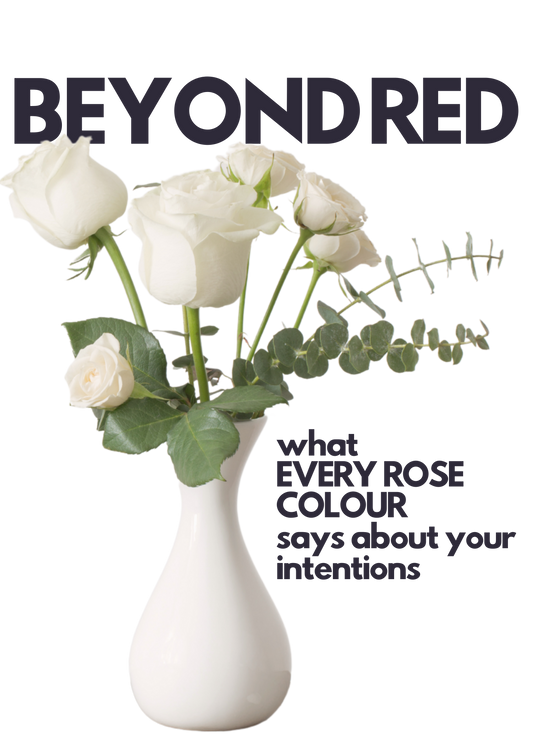 Beyond Red: What Every Rose Colour Says About Your Intentions