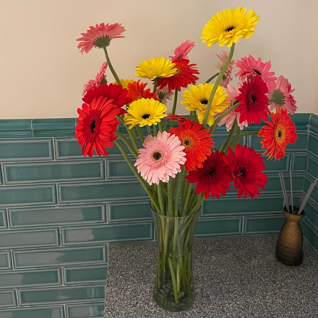 WILD RAINBOW DAISIES