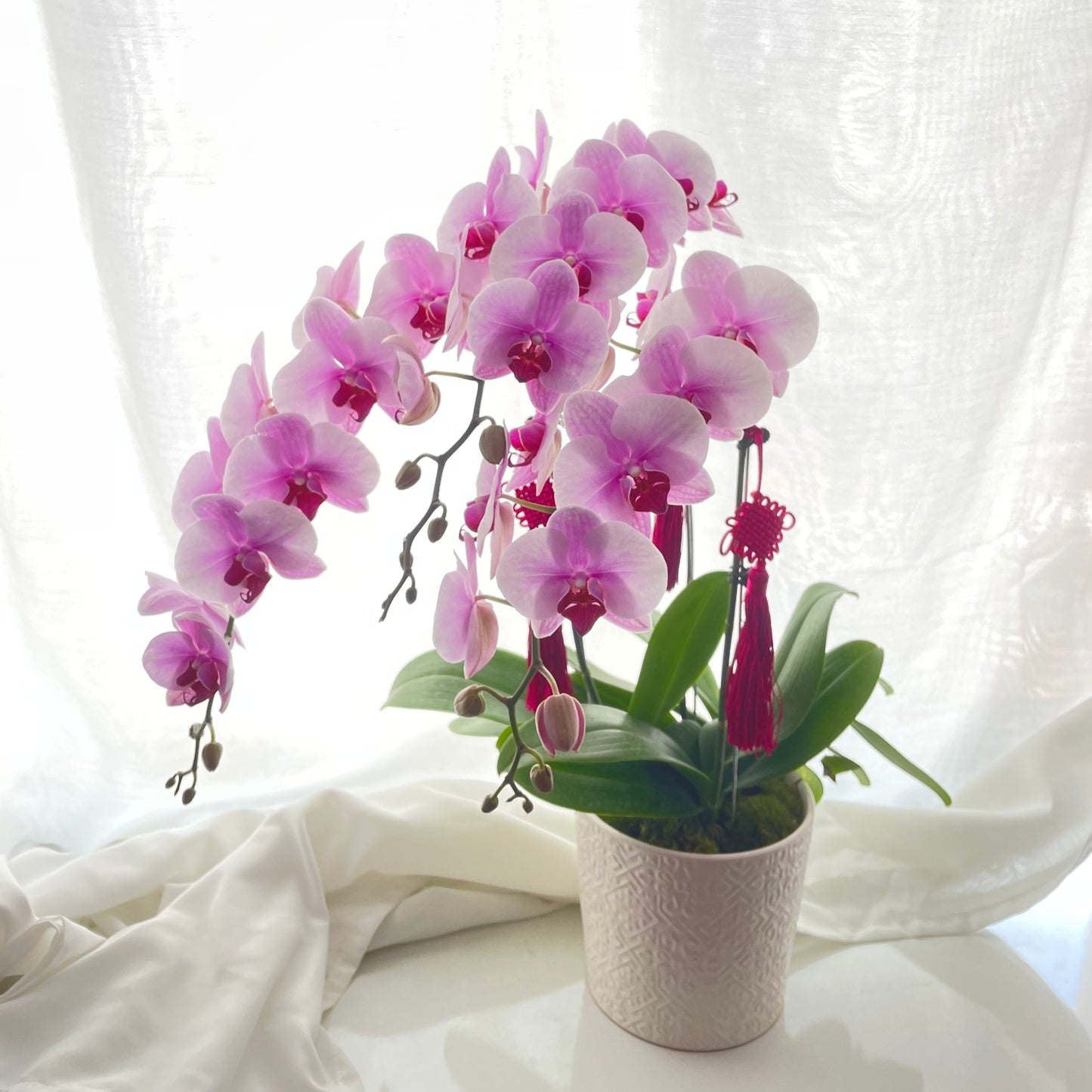 Chinese New Year Phalaenopsis Orchid Table Vase Arrangement in Singapore with Free Delivery under $100
