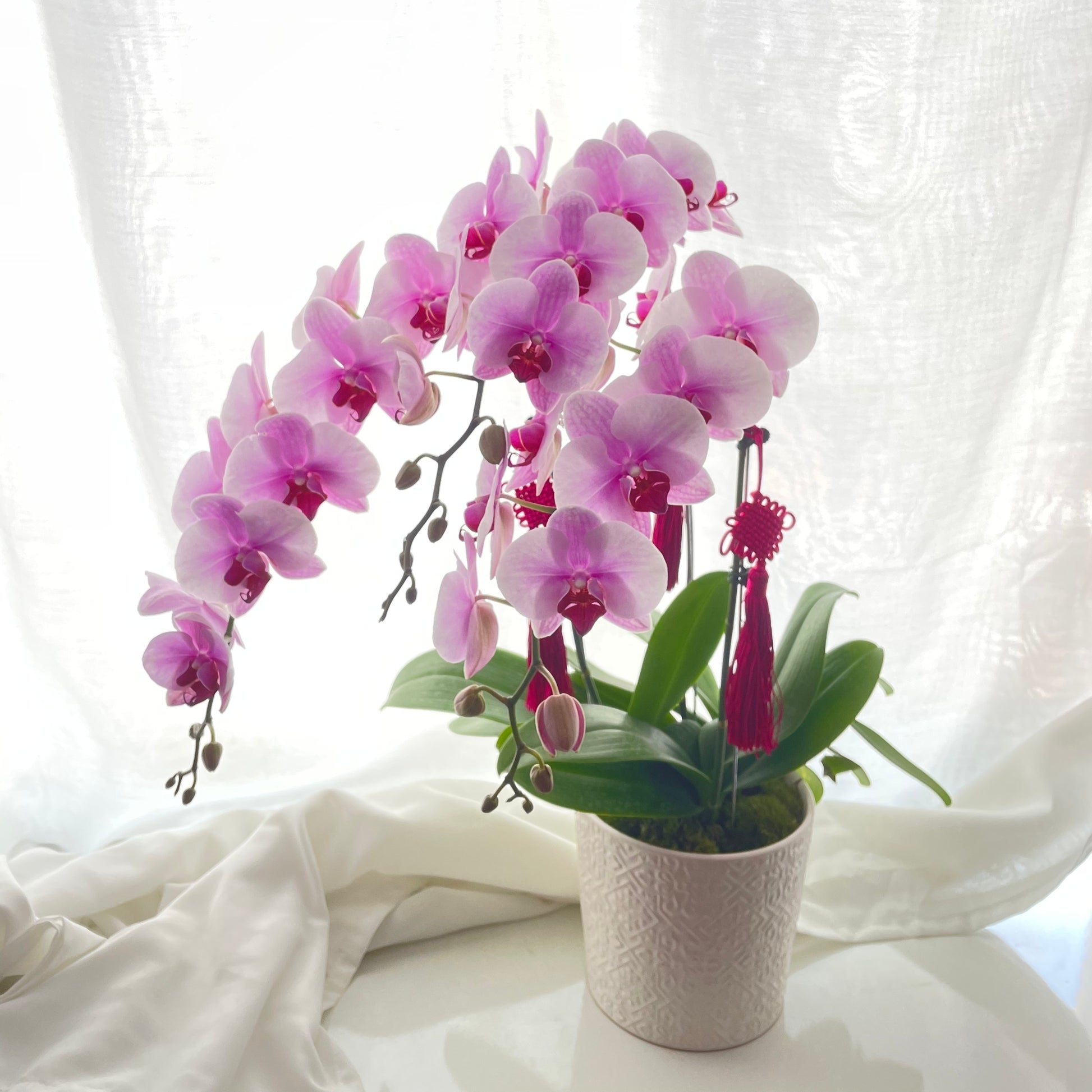 Chinese New Year Phalaenopsis Orchid Table Vase Arrangement in Singapore with Free Delivery under $100